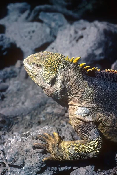 Galpagos Szárazföldi Leguán Egy Gyíkfaj Iguanidae Családban — Stock Fotó