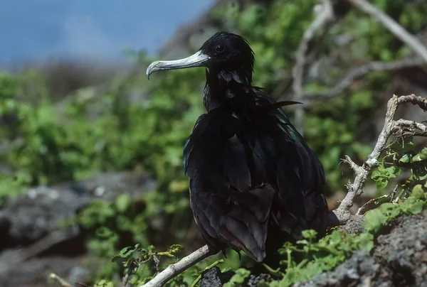 Den Magnifika Frigatebird Eller Man War Sjöfågel Frigatebird Familjen Fregatidae — Stockfoto