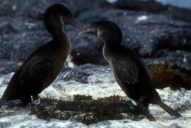 Uçamayan karabatak (İngilizce: Nannopterum harrisi), Galapagos karabatağı olarak da bilinir, Galapagos Adaları 'na özgü bir karabatak türü..