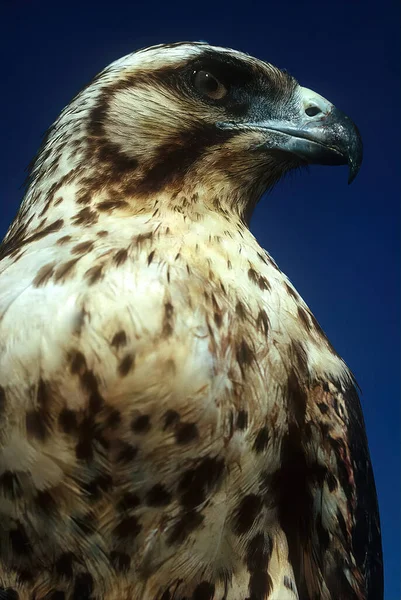 Galapagos Hawk Buteo Galapagoensis Large Hawk Endemic Most Galapagos Islands — Foto Stock