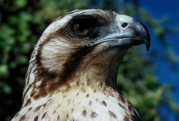 加拉帕戈斯鹰 Buteo Galapagoensis 是加拉帕戈斯群岛大部分地区特有的大型鹰 — 图库照片