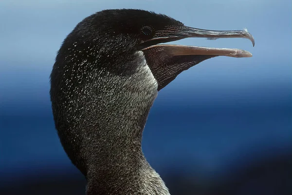 Cormoran Sans Vol Nannopterum Harrisi Également Connu Sous Nom Cormoran — Photo