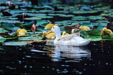Pekin ya da Beyaz Pekin, öncelikle et için yetiştirilen bir Amerikan ördek türüdür..