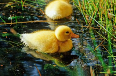 Cennet ördeği Yeni Zelanda 'ya özgü kaz benzeri bir ördektir..