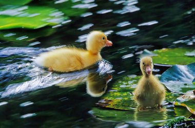 Cennet ördeği Yeni Zelanda 'ya özgü kaz benzeri bir ördektir..
