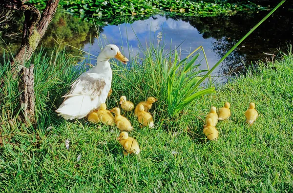 Pekin ya da Beyaz Pekin, öncelikle et için yetiştirilen bir Amerikan ördek türüdür..