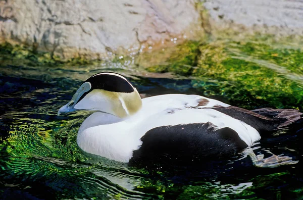 Pato Paradisiaco Gran Pato Tipo Ganso Endémico Nueva Zelanda —  Fotos de Stock