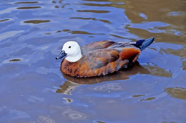 Yeni Zelanda için endemik bir büyük kaz benzeri ördek cennet shelduck (Tadorna variegata) olduğunu.