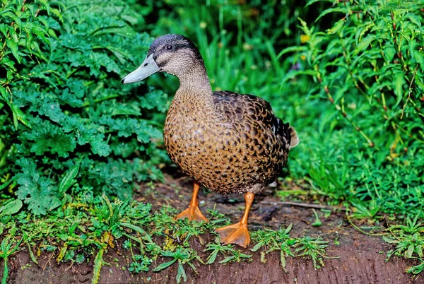 Tőkés Réce Vagy Vadkacsa Anas Platyrhynchos Egy Dabbling Kacsa Amely — Stock Fotó