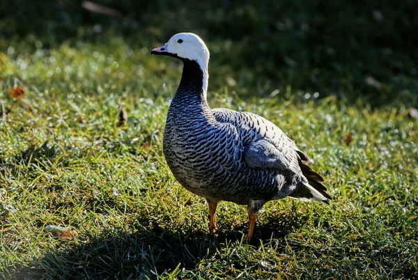 Emperor Goose Anser Canagicus Also Known Beach Goose Painted Goose — Stock Photo, Image