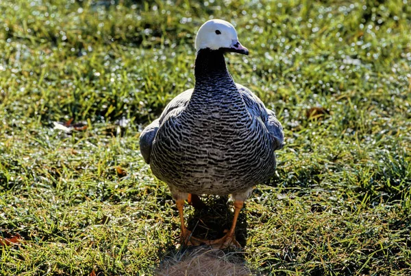 Oie Impériale Anser Canagicus Est Une Espèce Sauvagine Famille Des — Photo