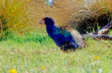 Avustralya bataklığı (
