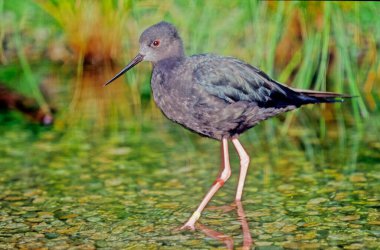 Prosthemadera novaeseelandiae, Yeni Zelanda 'ya özgü gürültülü orta büyüklükte bir kuştur. Mavi, yeşil ve bronz renklidir, kendine özgü beyaz bir boğaz akıntısı vardır. Yeni Zelanda 'nın çevresinden geçen bir kuş türüdür.