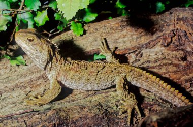 Tuatara Sendromu Yeni Zelanda 'ya özgü bir sürüngendir. Çoğu kertenkeleye benzemesine rağmen, Rhynchocephalia soyundan gelmektedirler..