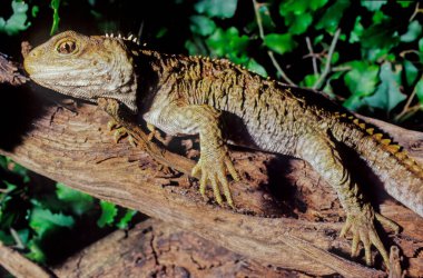 Tuatara Sendromu Yeni Zelanda 'ya özgü bir sürüngendir. Çoğu kertenkeleye benzemesine rağmen, Rhynchocephalia soyundan gelmektedirler..