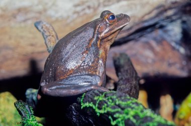 Yeşil ve altın çan kurbağası (