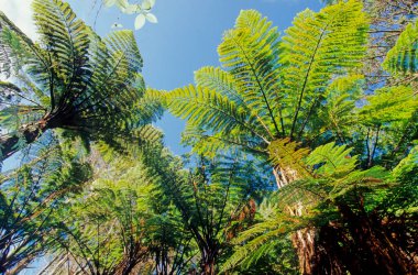 Sphaeropteris medullaris, bilinen adıyla Cyathea medullaris, 20 metre uzunluğunda büyük bir eğrelti otudur..
