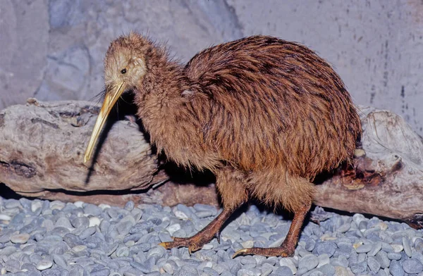 Kiwi, Apteryx ve Apterygidae familyasından Yeni Zelanda 'ya özgü uçamayan kuşlardır.