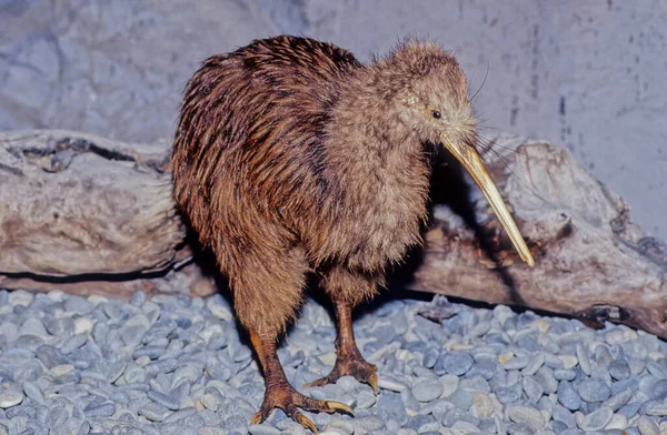 Kiwi, Apteryx ve Apterygidae familyasından Yeni Zelanda 'ya özgü uçamayan kuşlardır.