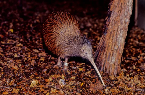 Kiwi 是新西兰特有的无飞行鸟类 属于Apteryx和Apterygidae科 — 图库照片