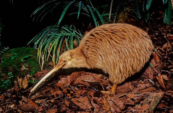 Kiwi, Apteryx ve Apterygidae familyasından Yeni Zelanda 'ya özgü uçamayan kuşlardır.