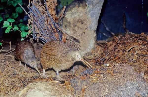 Kiwi 是新西兰特有的无飞行鸟类 属于Apteryx和Apterygidae科 — 图库照片