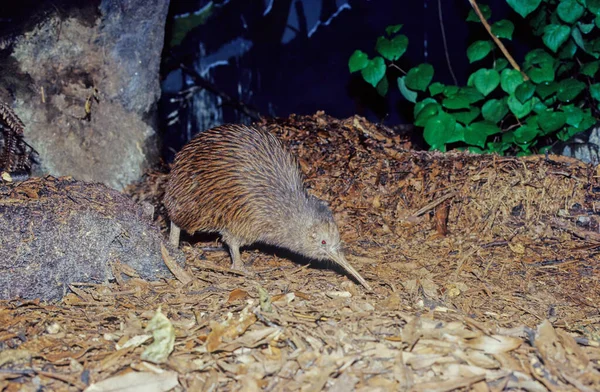 Kiwi, Apteryx ve Apterygidae familyasından Yeni Zelanda 'ya özgü uçamayan kuşlardır.