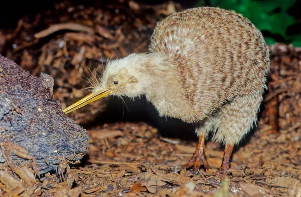 Kiwi 是新西兰特有的无飞行鸟类 属于Apteryx和Apterygidae科 — 图库照片