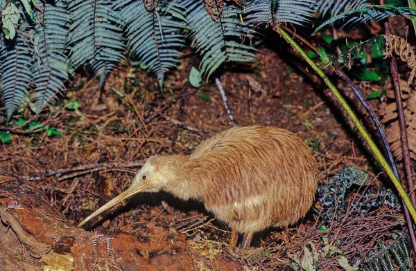 Kiwi, Apteryx ve Apterygidae familyasından Yeni Zelanda 'ya özgü uçamayan kuşlardır.