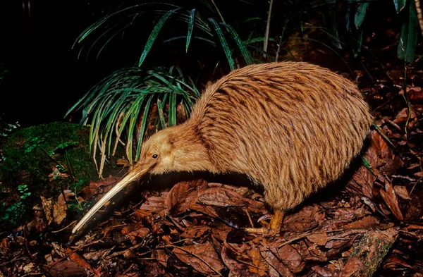 Kiwi Ptaki Endemiczne Dla Nowej Zelandii Rodzaju Apteryx Rodziny Apterygidae — Zdjęcie stockowe