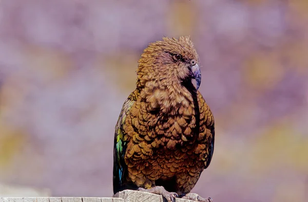 Nestor Notabilis 是一种产于新西兰南岛森林地区和高山地区的大型鹦鹉 — 图库照片