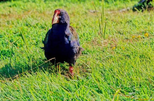 Porphyrio Melanotus Una Especie Pantano Familia Porphyrio Que Habita Este — Foto de Stock