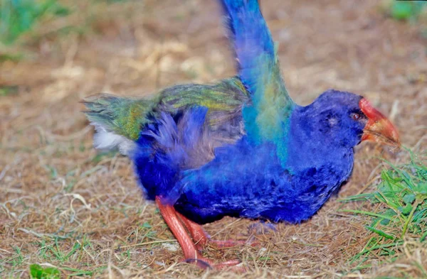 Porphyrio Melanotus Uma Espécie Anfíbio Caudado Pertencente Família Turridae Sub — Fotografia de Stock