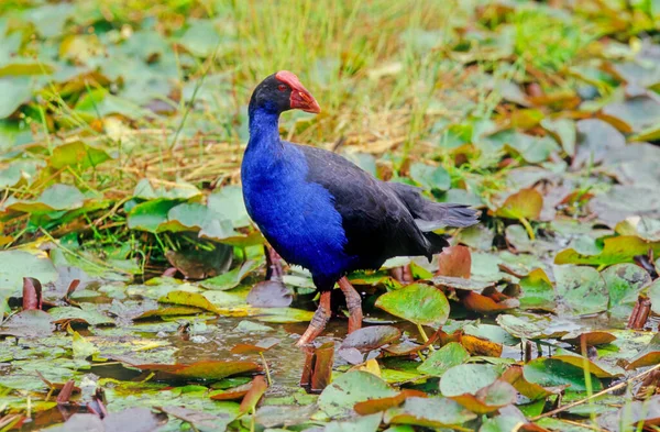 Porphyrio Melanotus Uma Espécie Anfíbio Caudado Pertencente Família Turridae Sub — Fotografia de Stock