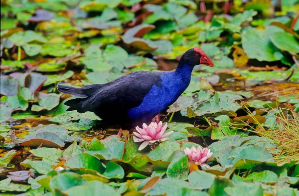 Der Australasiatische Sumpfporphyrio Melanotus Ist Eine Sumpfporphyrio Art Die Osten — Stockfoto