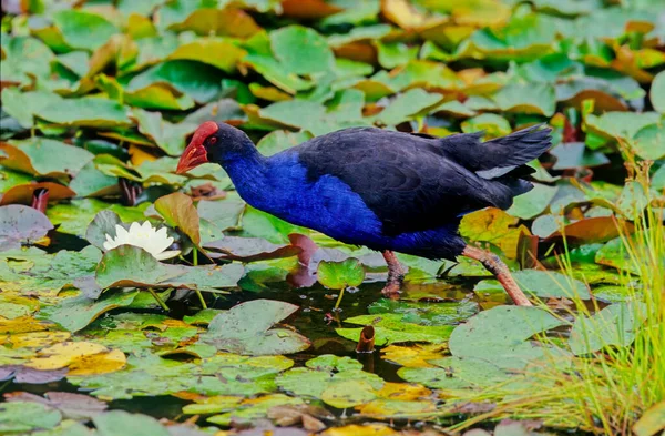 Porphyrio Melanotus Uma Espécie Anfíbio Caudado Pertencente Família Turridae Sub — Fotografia de Stock