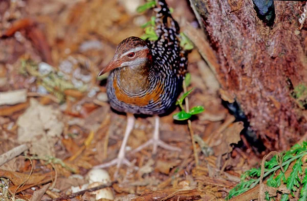 Buff Banded Rail Hypotaenidia Philippensis Distinctively Coloured Highly Dispersive Medium — Stock Photo, Image