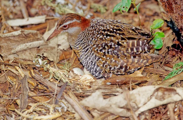 Buff Banded Rail Hypotaenidia Philippensis Distinctively Coloured Highly Dispersive Medium — Stock Photo, Image