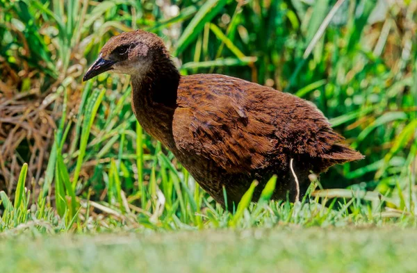 Weka Uccello Della Famiglia Dei Rallidi Originario Della Nuova Zelanda —  Fotos de Stock