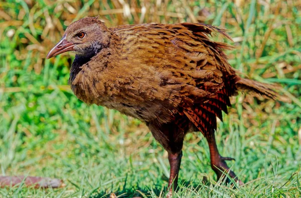 Weka Uccello Della Famiglia Dei Rallidi Originario Della Nuova Zelanda — Φωτογραφία Αρχείου