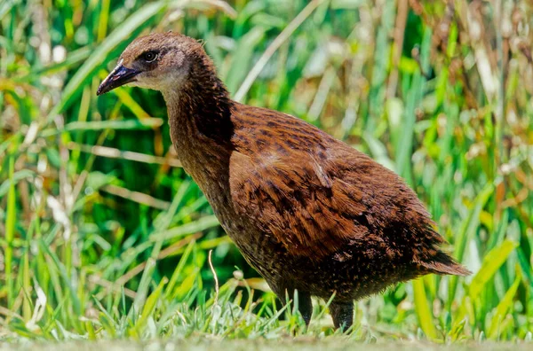 Weka Uccello Della Famiglia Dei Rallidi Originario Della Nuova Zelanda — Φωτογραφία Αρχείου