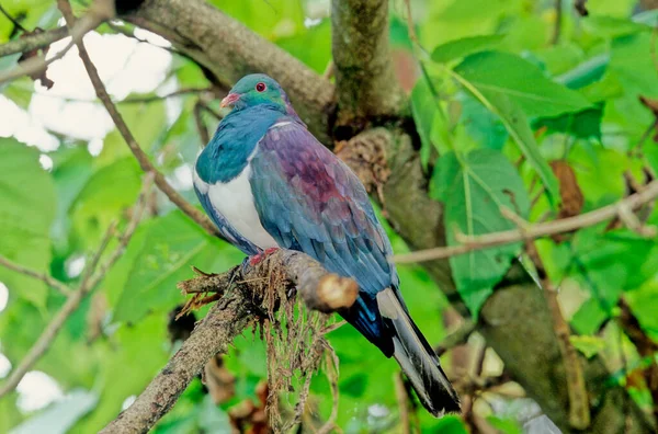 Columba Palumbus Uma Espécie Pombo Família Columbidae — Fotografia de Stock