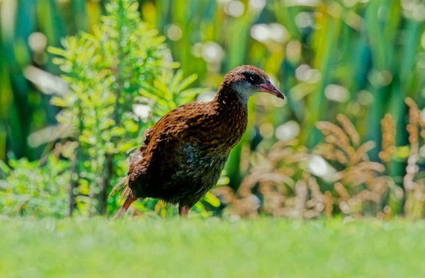 Weka Uccello Della Famiglia Dei Rallidi Originario Della Nuova Zelanda — Photo
