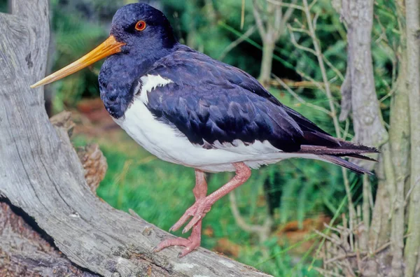Oystercatchers Group Waders Forming Family Haematopodidae Which Has Single Genus — Stock Photo, Image