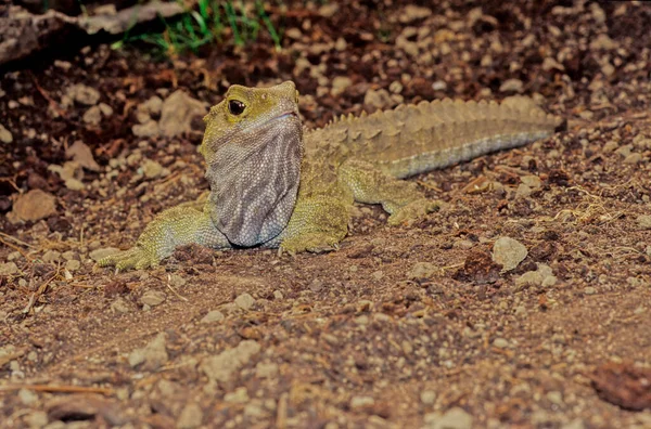 Tuatara Sphenodon Punctatus Son Reptiles Endémicos Nueva Zelanda Aunque Asemejan —  Fotos de Stock