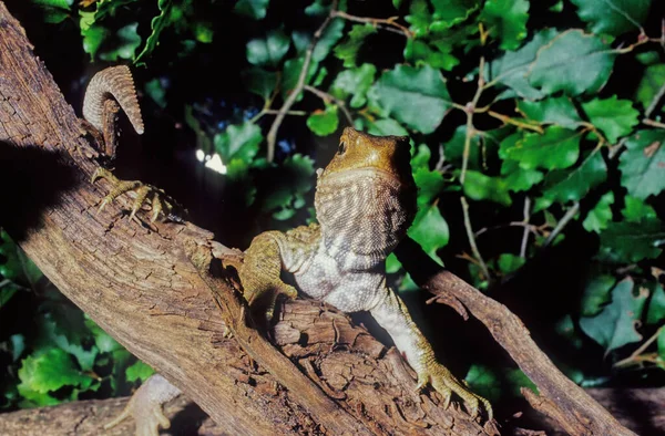 Tuatara Sphenodon Punctatus Являются Эндемиками Рептилий Новой Зеландии Напоминают Большинство — стоковое фото