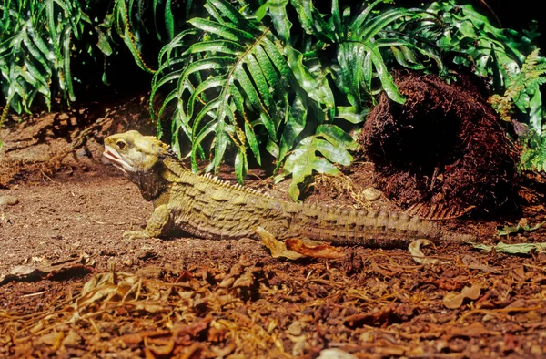 Tuatara Sphenodon Punctatus Gadami Endemicznymi Dla Nowej Zelandii Chociaż Przypominają — Zdjęcie stockowe