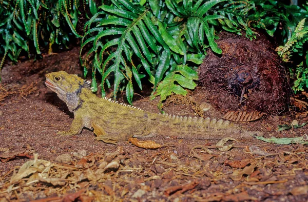 Tuatara Sphenodon Punctatus Являются Эндемиками Рептилий Новой Зеландии Напоминают Большинство — стоковое фото