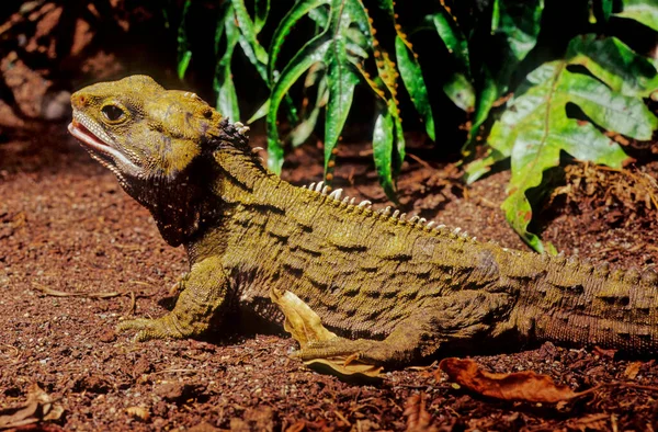 Tuatara Sphenodon Punctatus São Répteis Endêmicos Nova Zelândia Embora Assemelhando — Fotografia de Stock