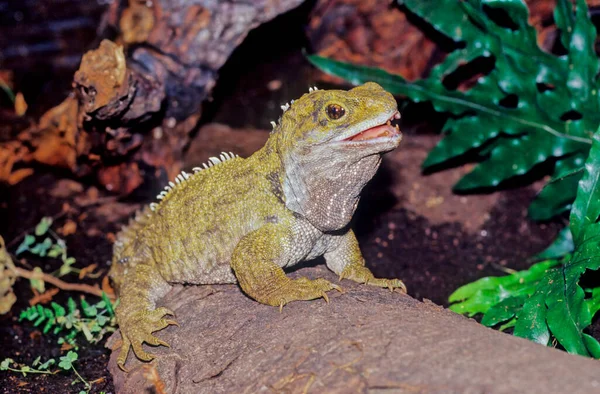 Tuatara Sphenodon Punctatus Являются Эндемиками Рептилий Новой Зеландии Напоминают Большинство — стоковое фото